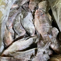 精品三去罗非，适合饭馆，饭堂，红烧鱼