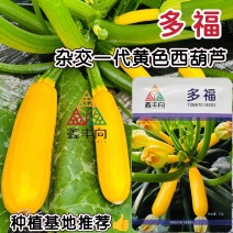 多福水果西葫芦种子黄色油亮香蕉西葫芦种子春秋菜瓜种籽茭瓜