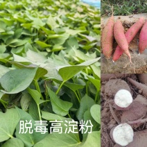 出售高淀粉～脱毒红薯苗！商薯苗！基地直发，保证品质！