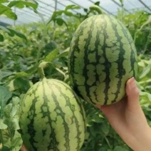 【推荐】早春红玉小西瓜，大量接单产地直发欢迎来电