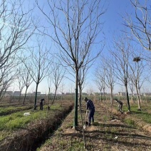 批发栾树1-20公分大量现货供应12公分栾树15公分栾树