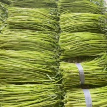 正宗博白空心菜可大量现货商品空心菜旱改水项目菜种