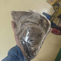 鲽鱼头到货，大小个头两种规格