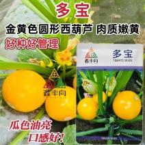 多宝黄色西葫芦种子肉质嫩黄杂交苹果西葫芦种籽春秋易种