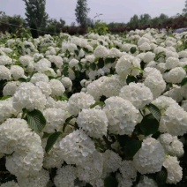 苗圃大量出售高30-200厘米木绣球，规格齐全，货源充足