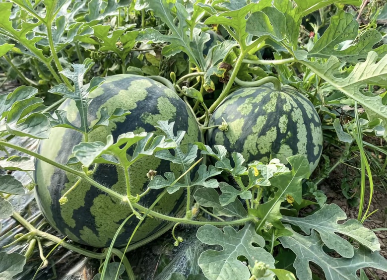 现代规模化8424西瓜种植基地航拍图