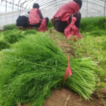 精品茴香扁杆茴香天津茴香大棚茴香全年走货欢迎来电
