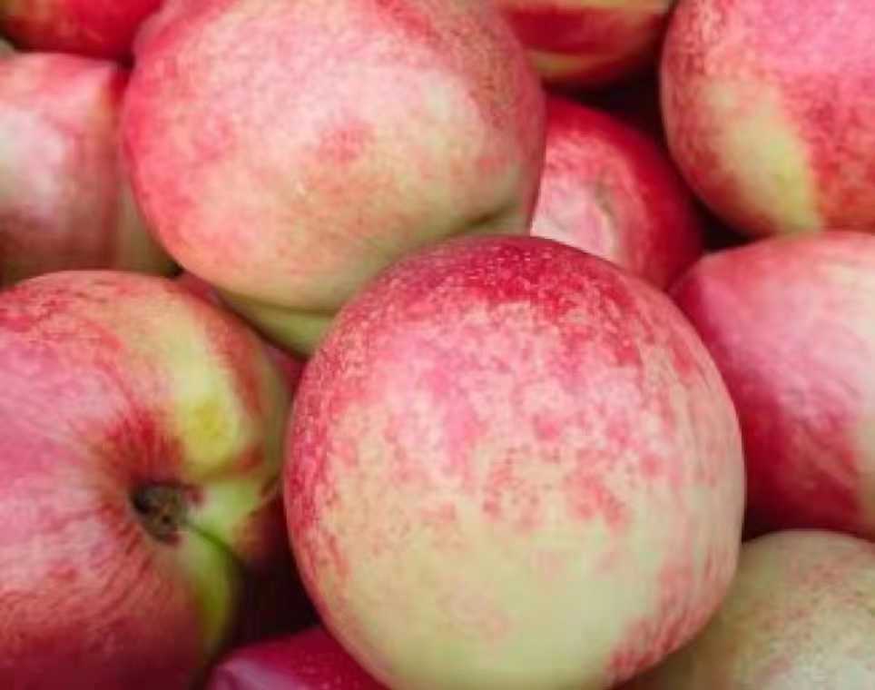 518油桃果实特写对比图