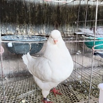 精品元环种鸽