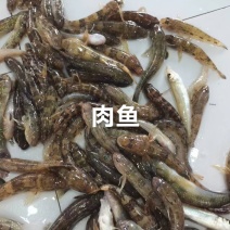 狗母鱼(肉鱼)，肉多刺少，香煎/油炸/干锅/罐头皆大欢喜