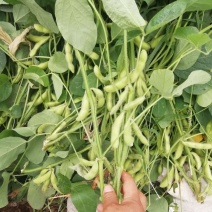 灌豆1号黄豆种子品质好产高抗病强大田春秋大豆种农家蔬菜