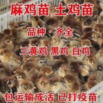 出壳鸡苗青脚麻鸡苗九斤红鸡苗瑶鸡苗厂家直发技术