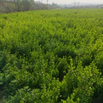 胶东卫矛