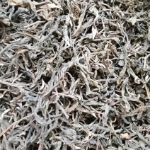 云南普洱茶2019年