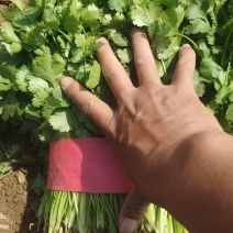 精品香菜杆青叶绿标准高度大量上市专业工人常年有货
