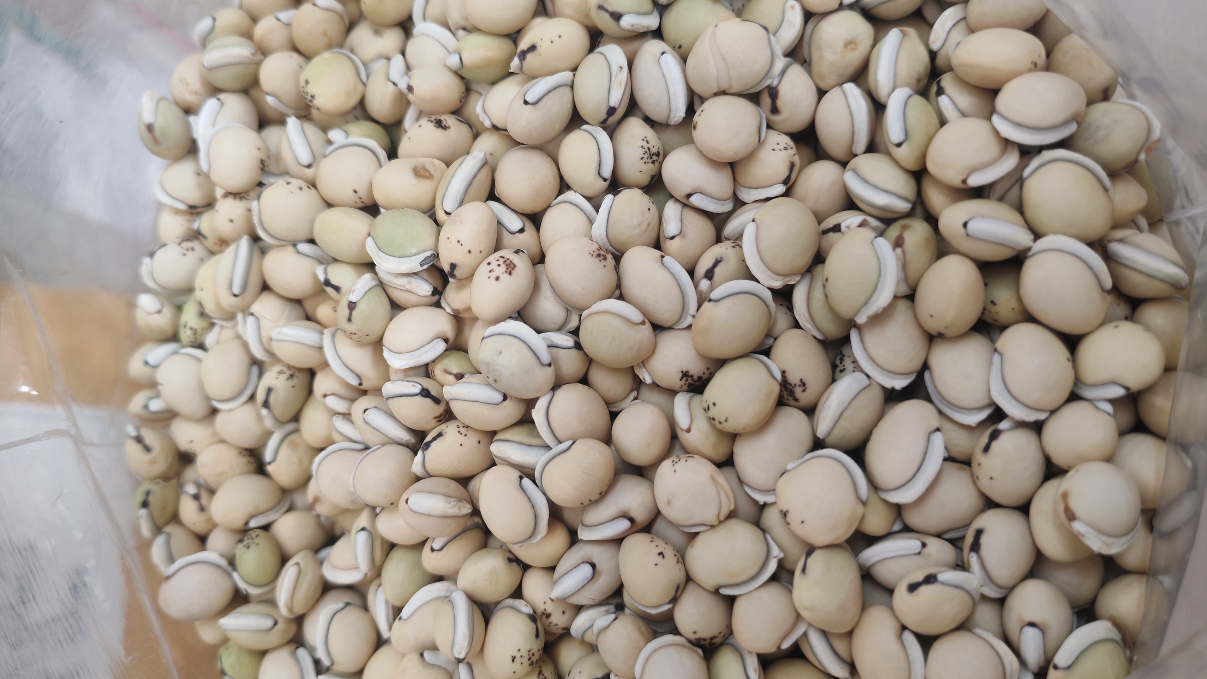 图片说明:左侧为干燥去壳的白色扁豆籽粒,表面光滑呈椭圆形;右侧为新鲜采摘的白扁豆豆荚,绿色长条状,内含数粒乳白色豆子,背景为田园菜地环境 白扁豆干豆与新鲜豆荚对比图