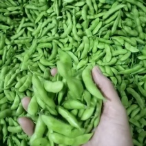 沈鲜毛豆现大量上市，有老板想收购毛豆的和我联系市场批发整车
