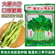 蕹叉大梗大叶空心菜种子脆嫩清甜春夏秋三季蕹菜蔬菜种子大田