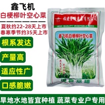 鑫飞机白梗柳叶空心菜种子脆嫩白杆空心菜通心菜蕹菜种子