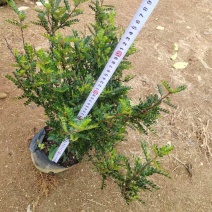十斤袋装非洲茉莉规格齐全视频看货电话联系