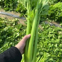 西芹