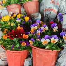 《时花草本花》福建漳州基地，现有品种30多个可供应