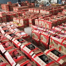 山东小蜜25号哈密瓜，山东25号哈密瓜，西州蜜25号，甜
