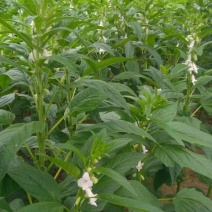 高油黑芝麻种子高产黑芝麻种籽薄皮抗病耐渍春夏季芝麻农用当
