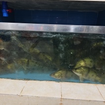 活鲜桂花鱼