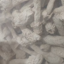 干竹荪20斤起