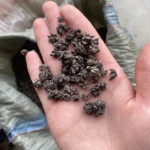 精品水洗两遍猫爪草