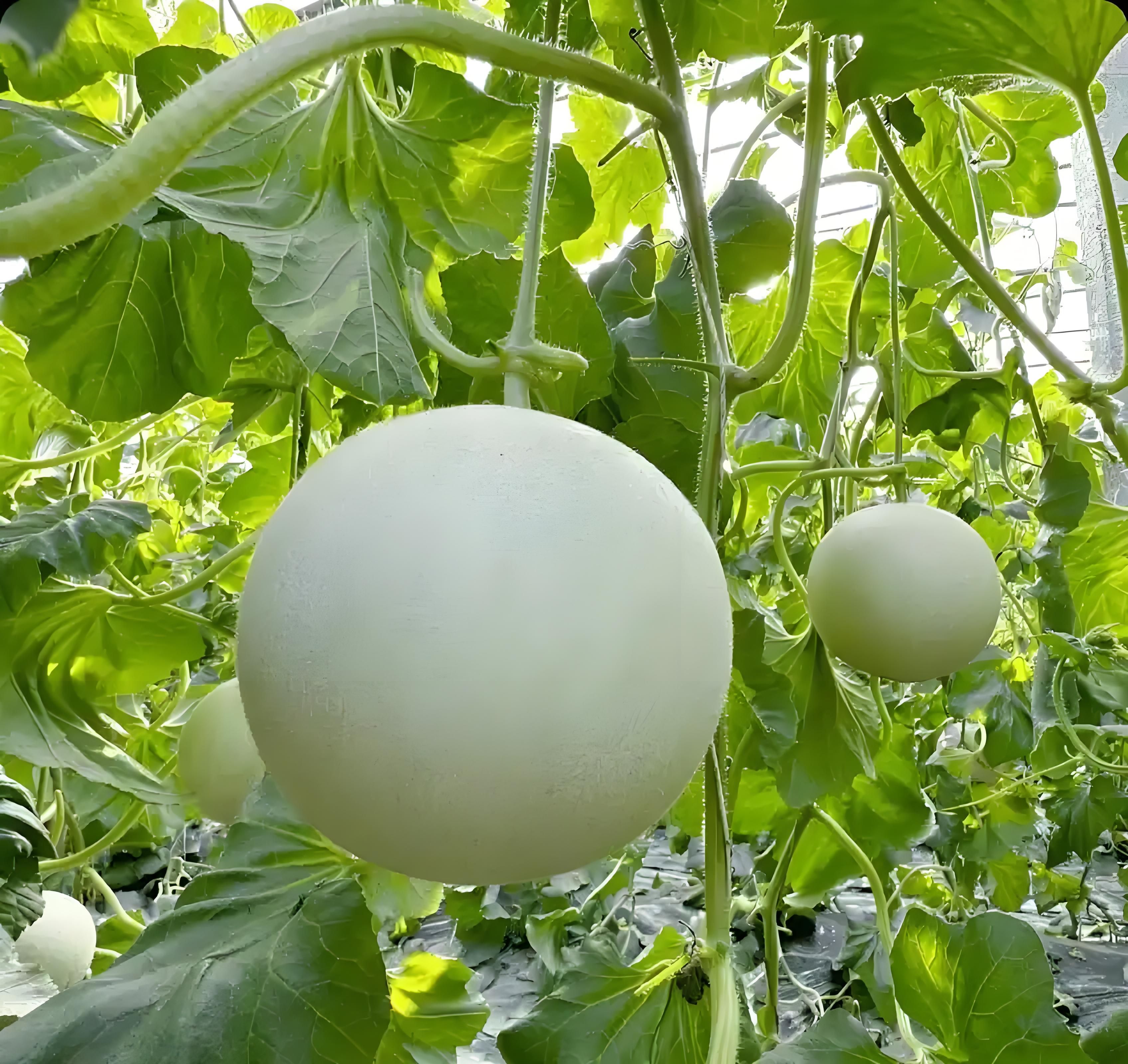 玉菇甜瓜与羊角蜜在现代化分选线上的处理对比：左侧玉菇在滚筒式分级机中平稳输送（果皮光滑无卡滞），右侧羊角蜜在视觉检测工位被人工挑出（操作员手持强光手电照射果肩查蜜腺）