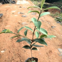 油茶油茶苗苗木种苗油茶油茶苗产地直供量大优惠