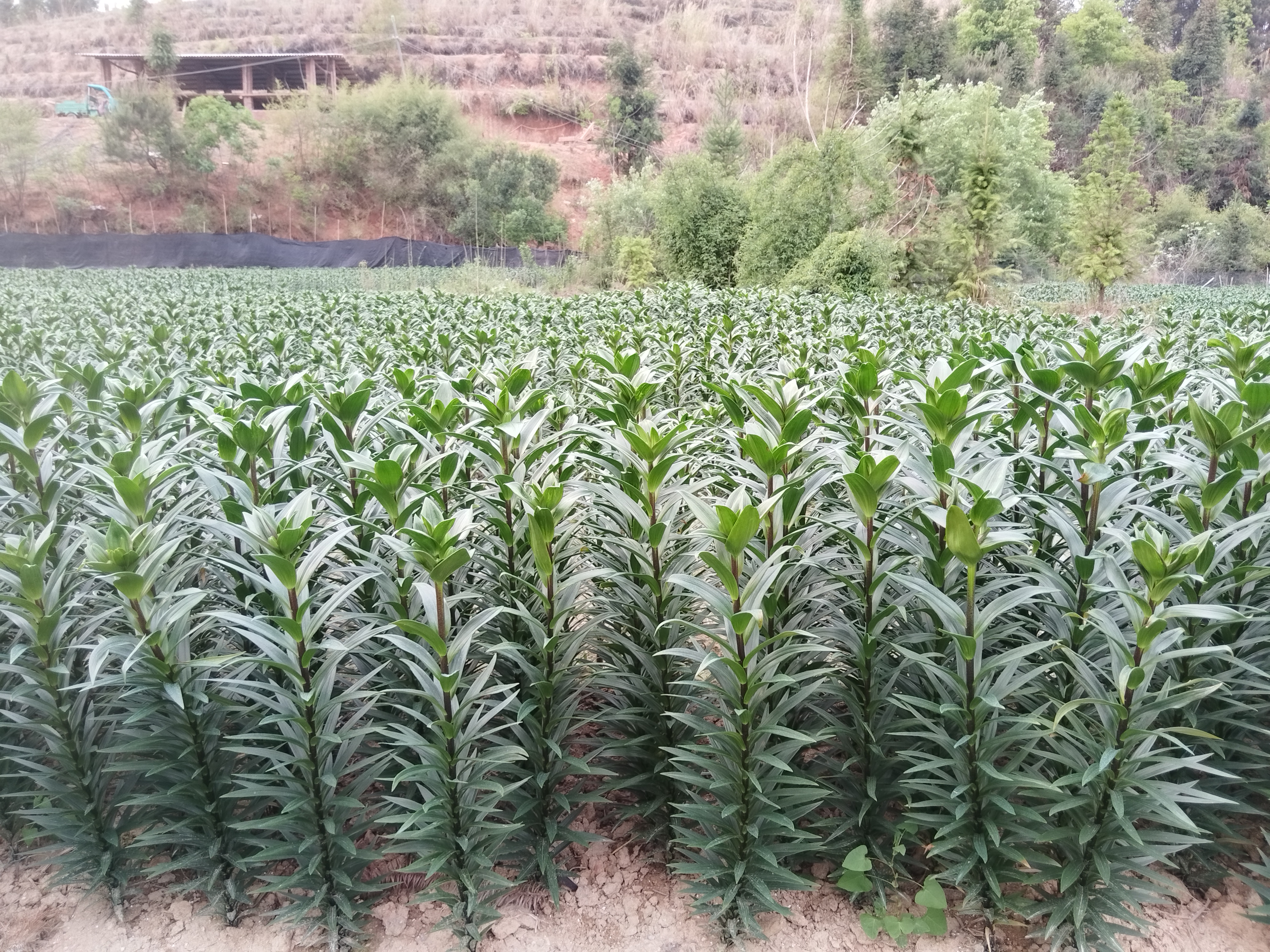 百合田间垄作与覆盖管理实景图