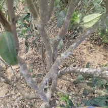 勐板乡，大树普洱茶生茶