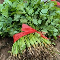 香菜，市场，电商，欢迎老板实地考察合作欢迎来电