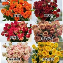 多头玫瑰苗10~20cm