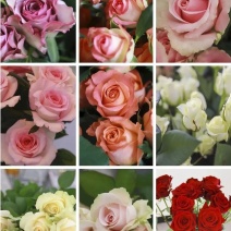 玫瑰花苗10~20cm20-30cm