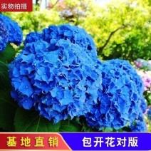 八仙花种苗产地直发一手货源全国发货质量保证