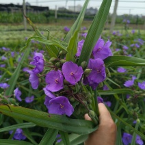 紫路草地苗高度40一50cm，基地有量，欢迎订购。