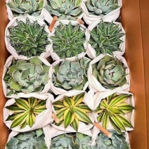 广州市供应五色龙舌兰盆栽15装