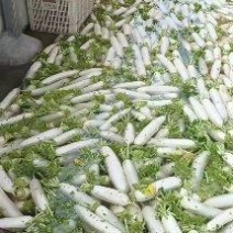 新上市湖北水洗白萝卜市场货加工厂货大量上市价格便宜