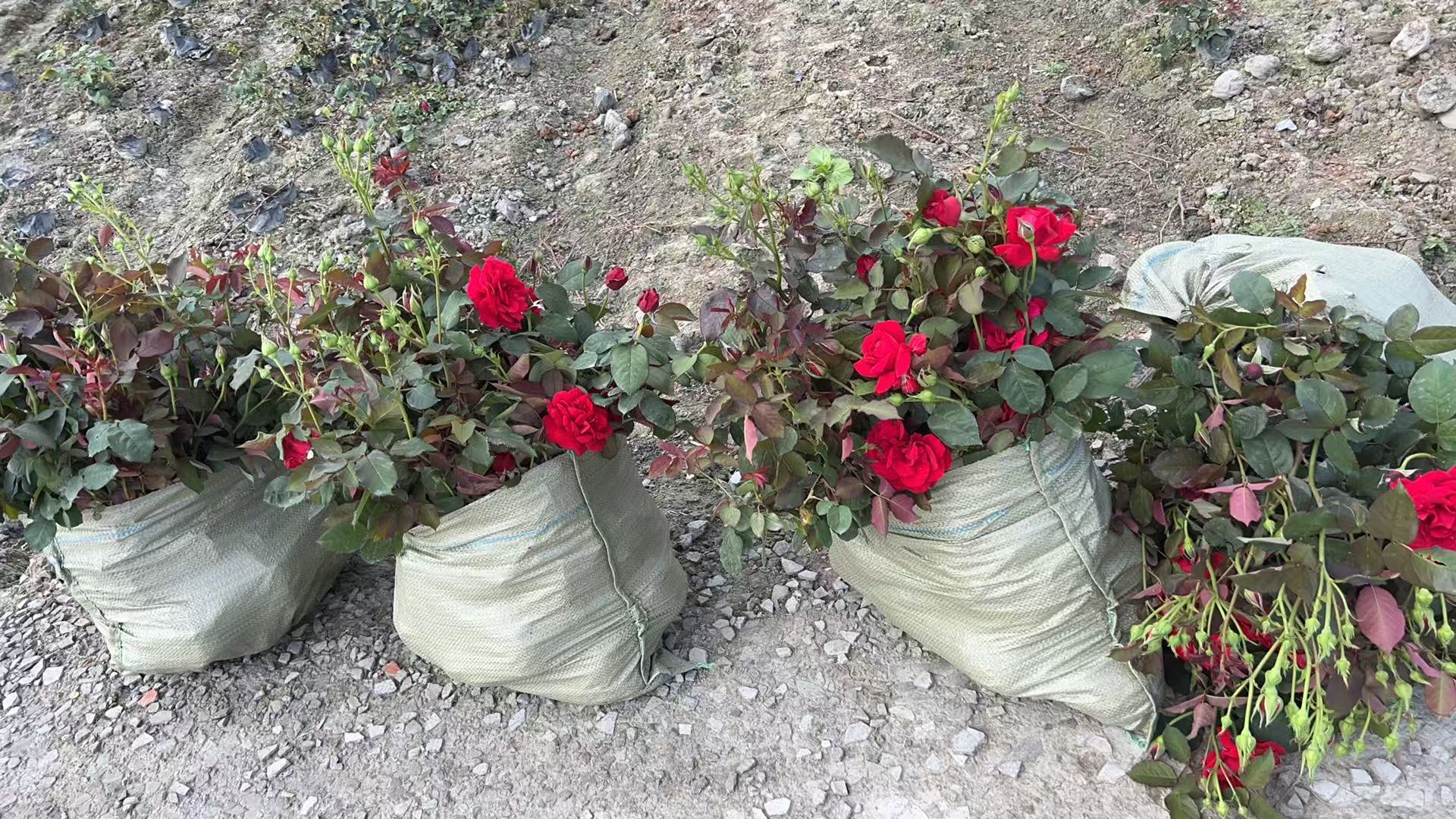 红双喜直立大花月季盛开,花朵硕大,颜色鲜艳,株型挺拔,适合园林绿化和切花栽培 红双喜直立大花月季盛开
