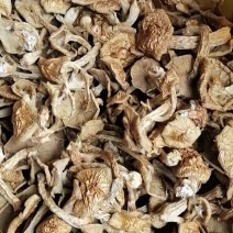 黑龙江滑子菇
