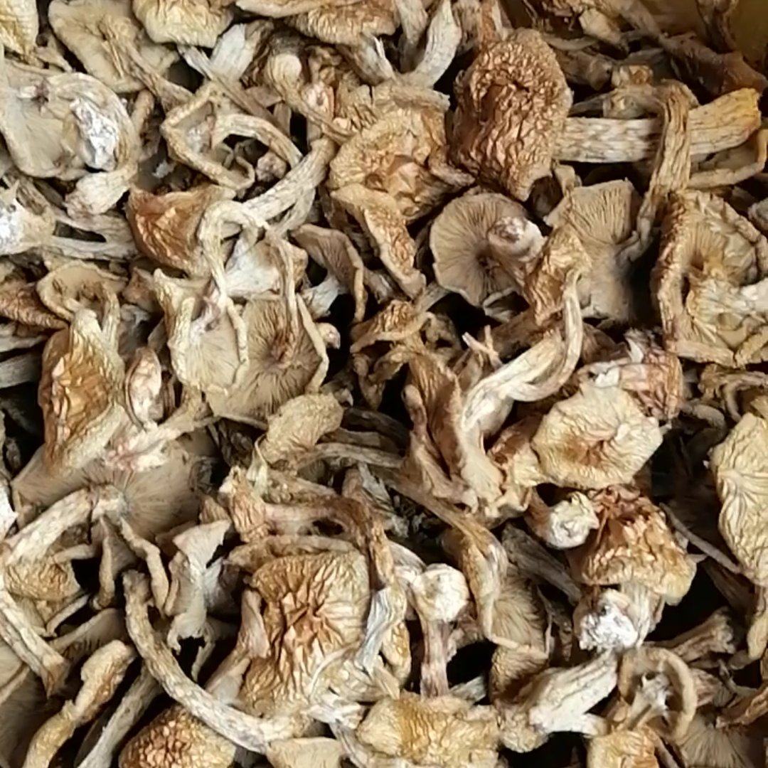 [滑子菇批发]黑龙江牡丹江海林市滑子菇 25.00元/斤黑龙江滑 _ 一亩田