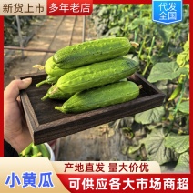 【精品小黄瓜】大量上市中现采现摘对接批发商超电商