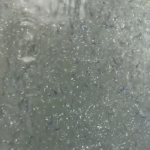 大量泰蛙蝌蚪苗