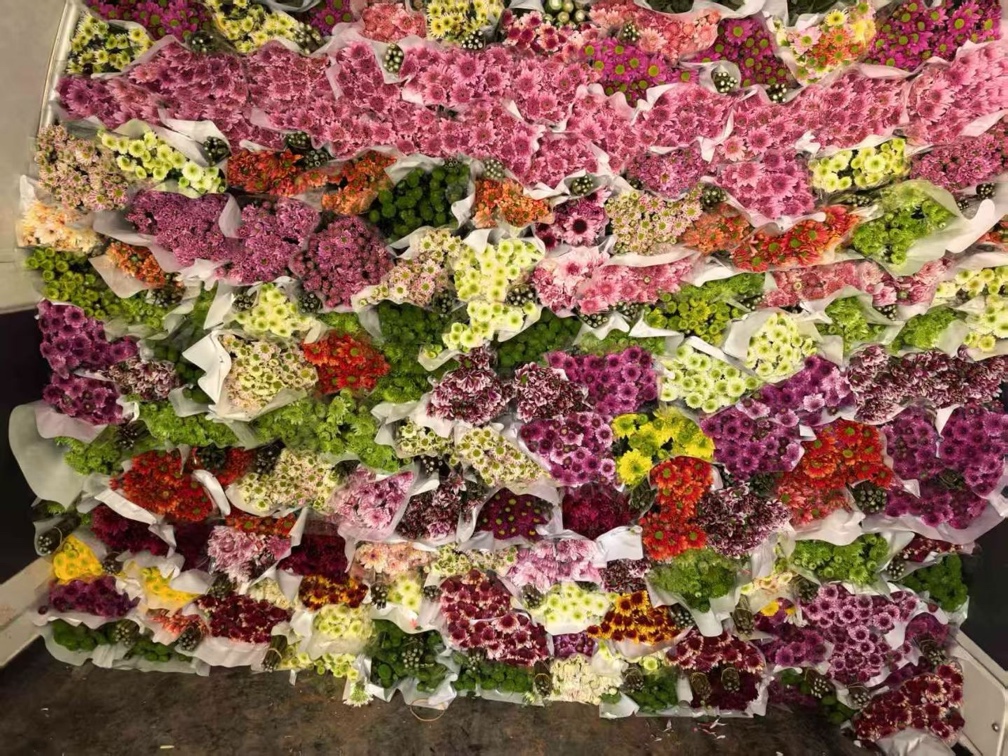 ‘红双喜’月季产品多元化展示图