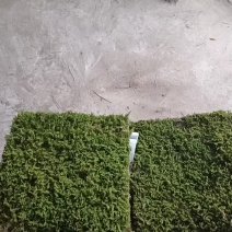 各种野生苔藓