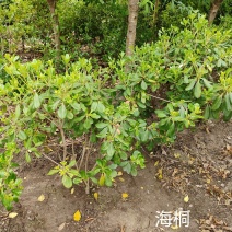 海桐球p50-60-80公分
